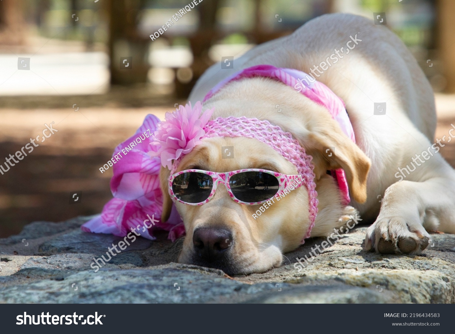 yellow lab dress