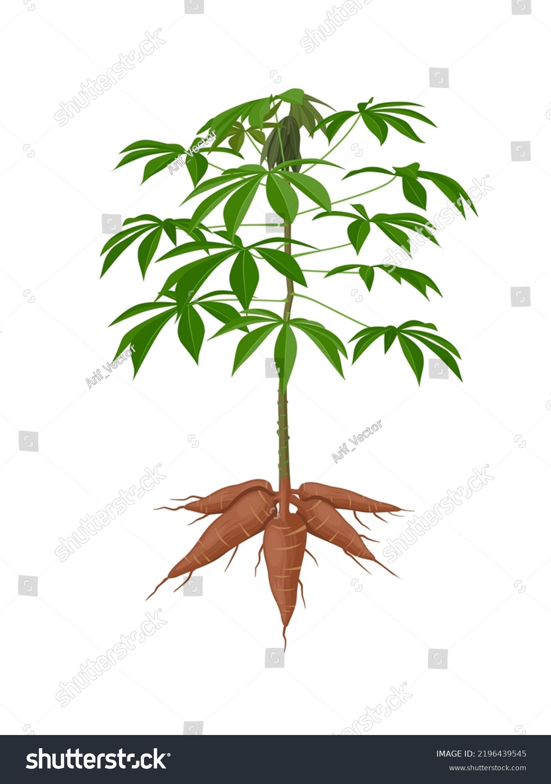 Vector Illustration Cassava Plant Manihot Esculenta Stock Vector Royalty Free 2196439545 0836