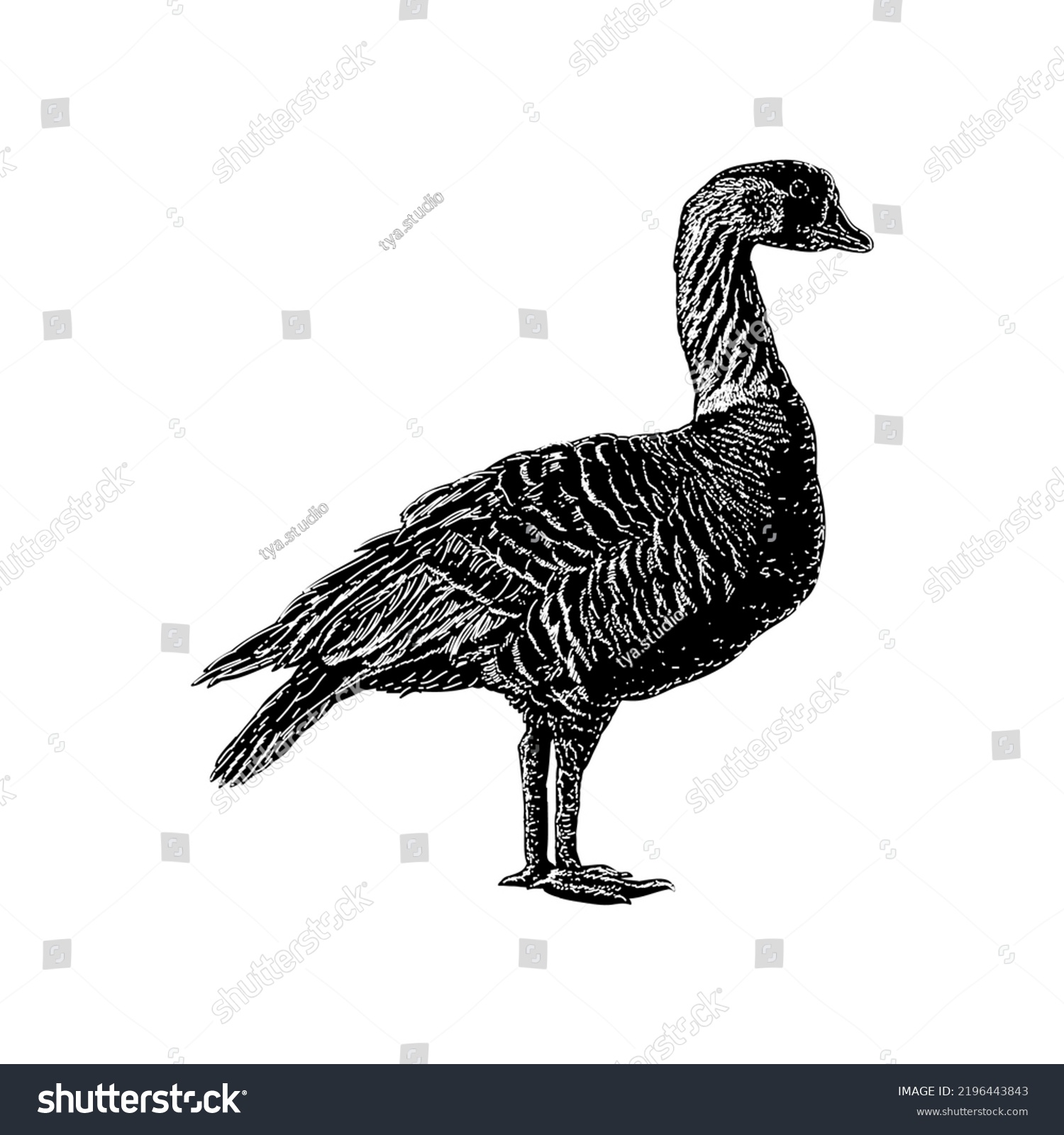 Hawaiian Goose Hand Drawing Vector Illustration Stock Vector (Royalty ...