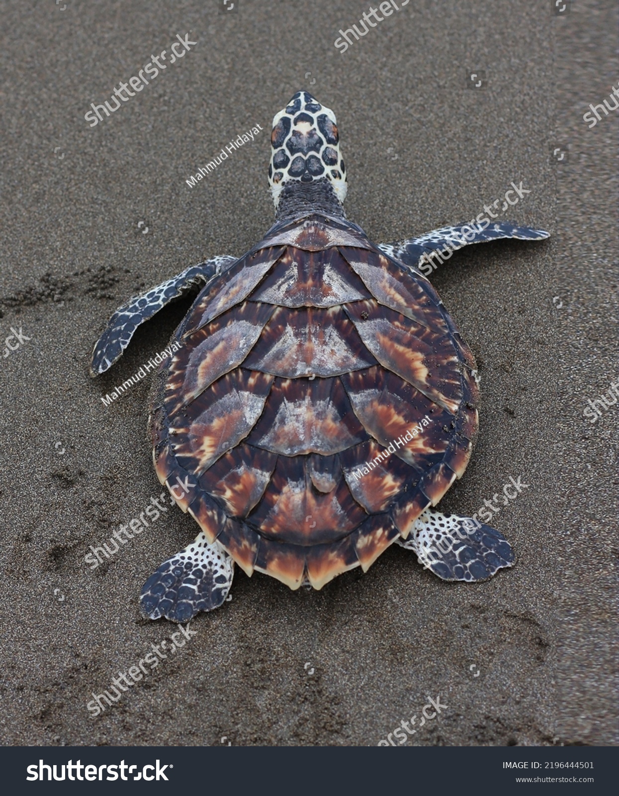 Kemps Ridley Sea Turtle Called Atlantic Stock Photo 2196444501 ...