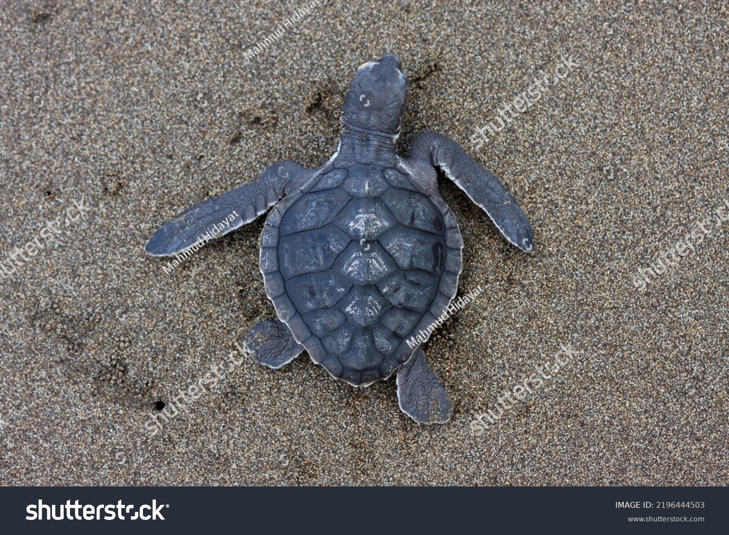 Kemps Ridley Sea Turtle Called Atlantic Stock Photo 2196444503 ...