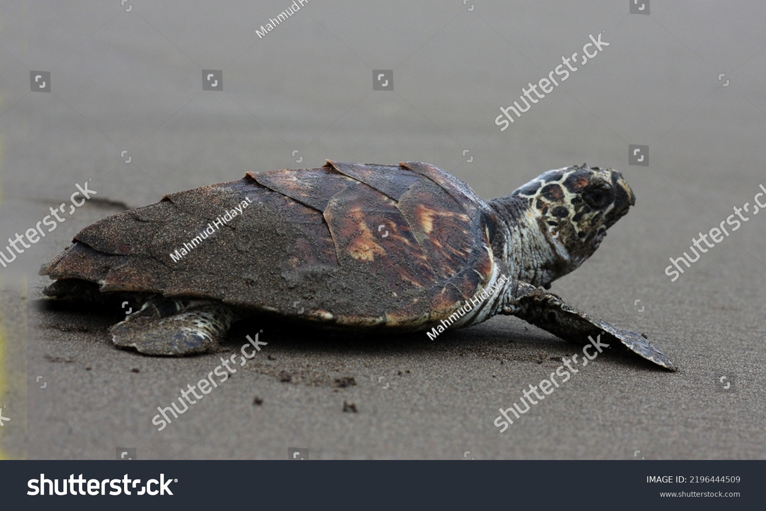 Kemps Ridley Sea Turtle Called Atlantic Stock Photo 2196444509 ...