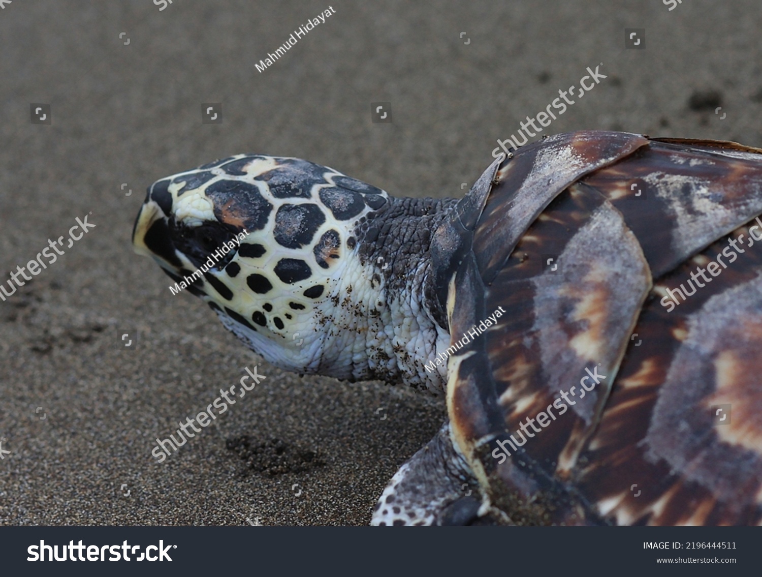 Kemps Ridley Sea Turtle Called Atlantic Stock Photo 2196444511 ...