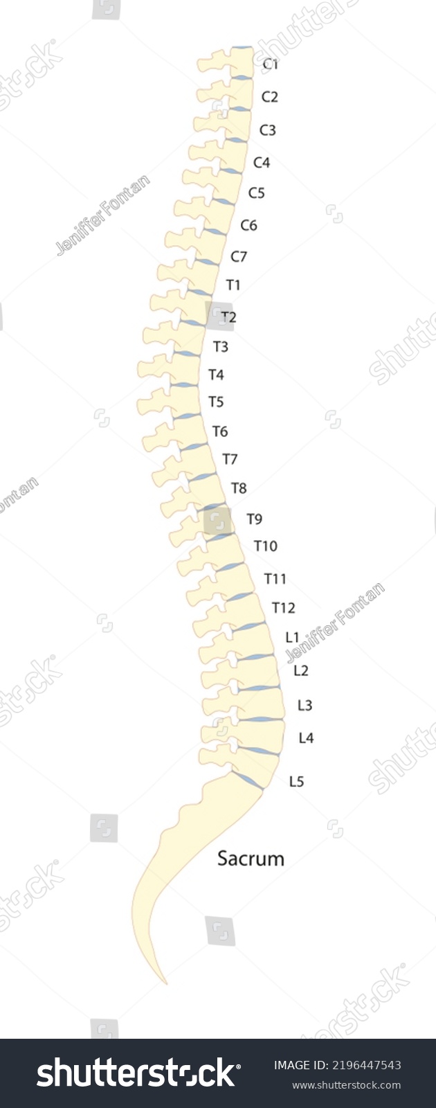 Vertebral Column Intervertebral Disc Illustration Numbering Stock ...