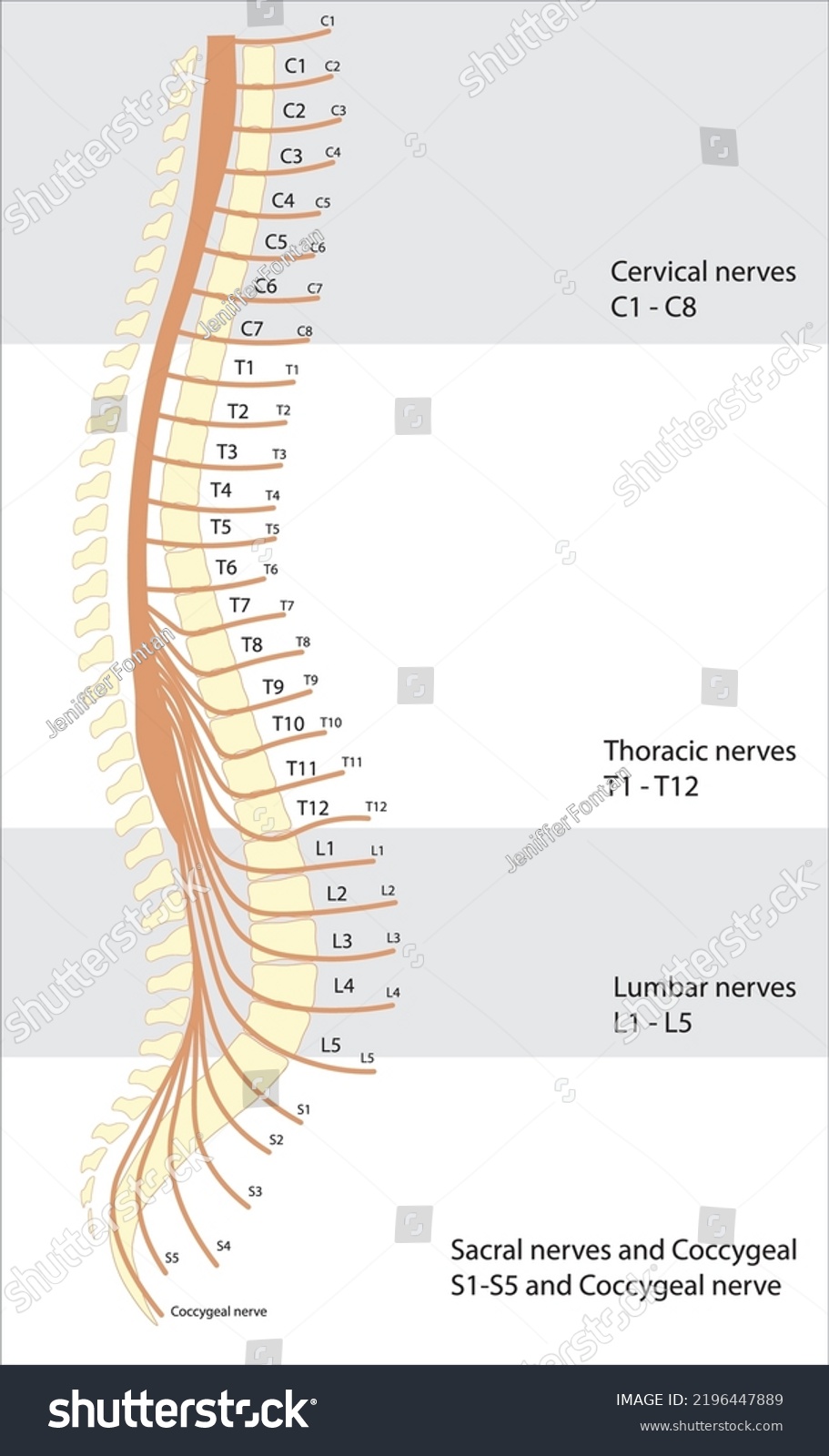 Human Column Nerve Segmentation Illutration Vertebral Stock Vector ...