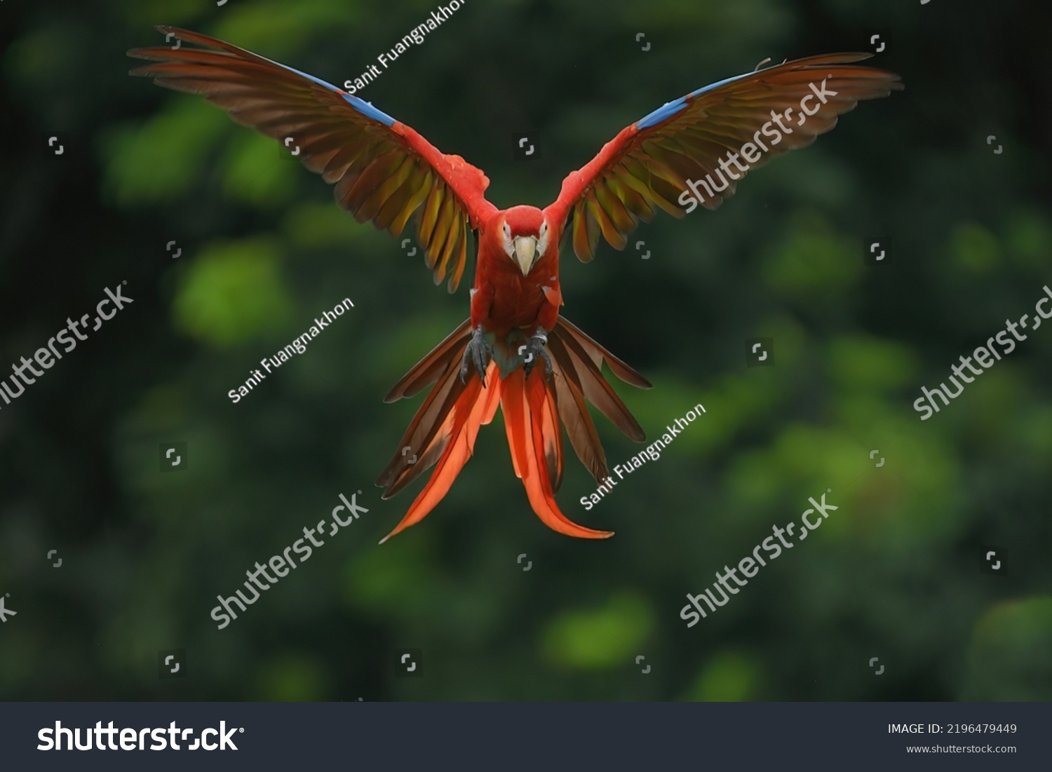 Scarlet Macaw Parrot Open Wings Flying Stock Photo