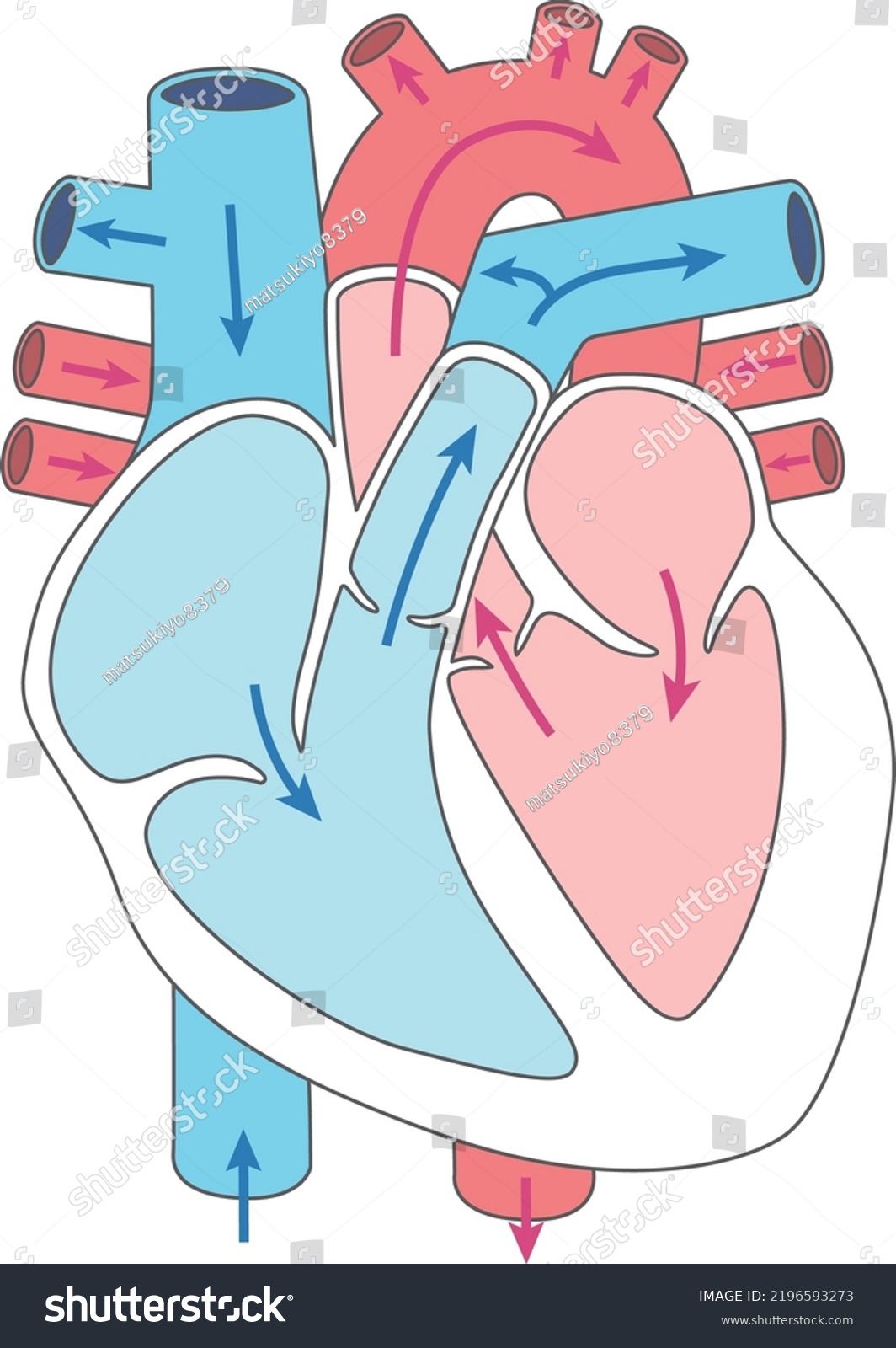 Human Body Heart Structure Illustration Blood Stock Vector (Royalty ...