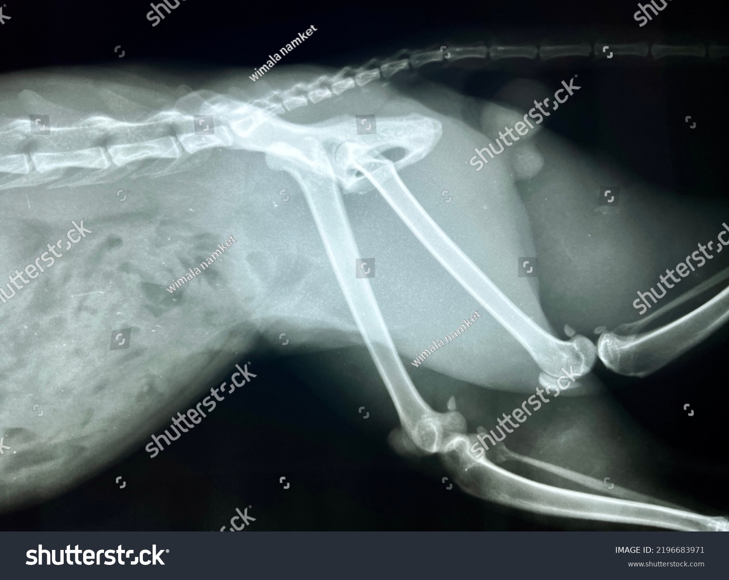 Xray Film Showing Hip Dislocation Animal Stock Photo 2196683971 ...