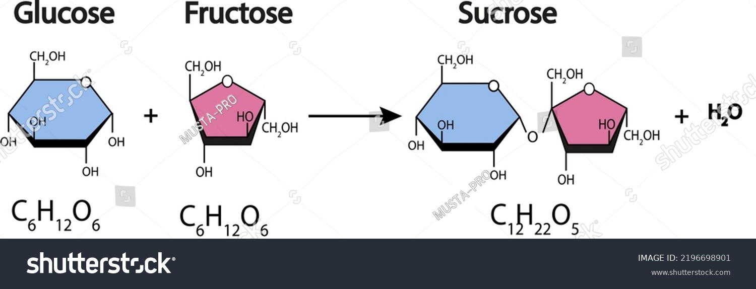 Formation Sucrose Formation Glycosidic Bond Two Stock Vector (Royalty ...