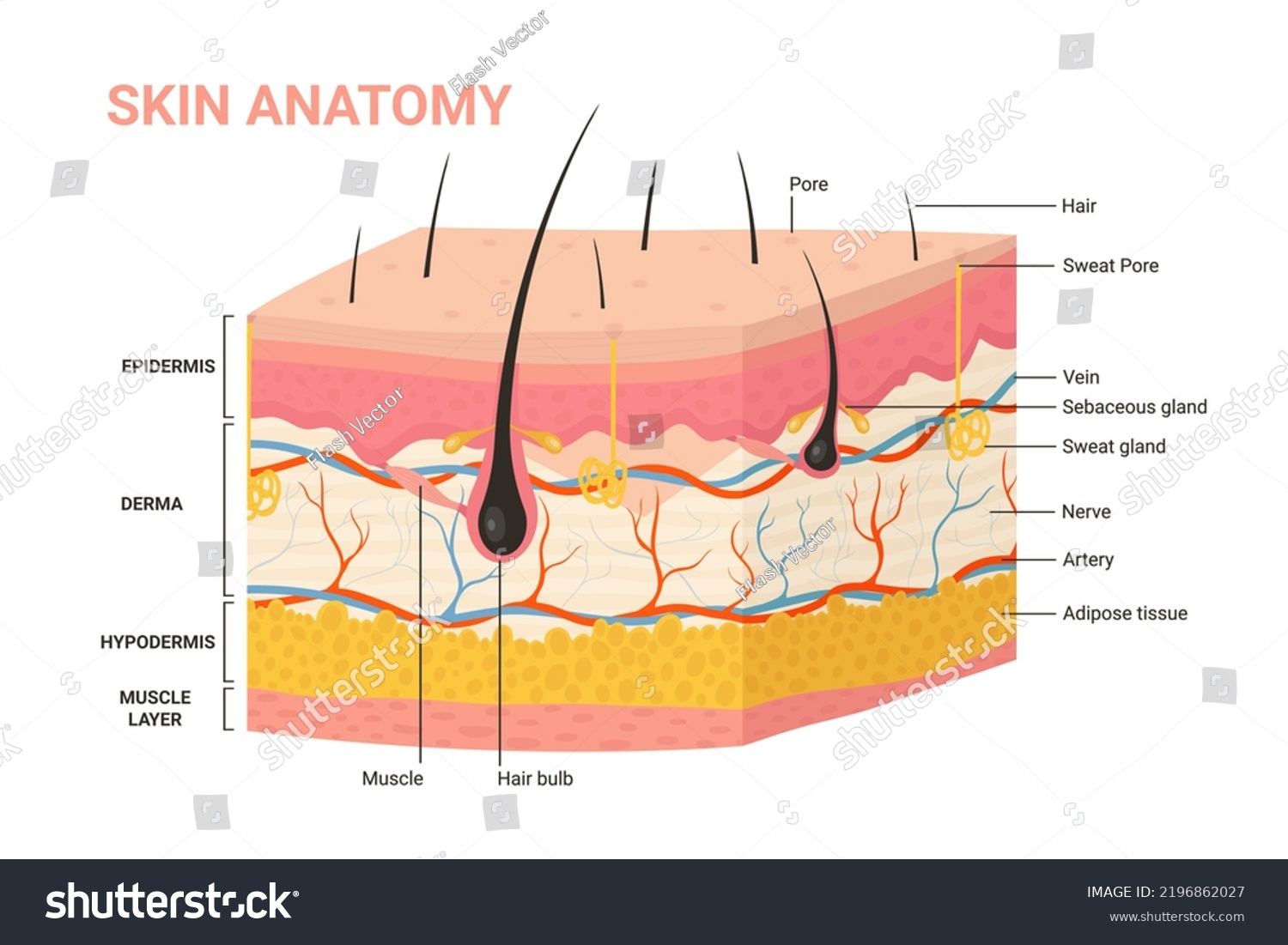 Skin Layers Structure Anatomy Diagram Illustration Stock Illustration ...