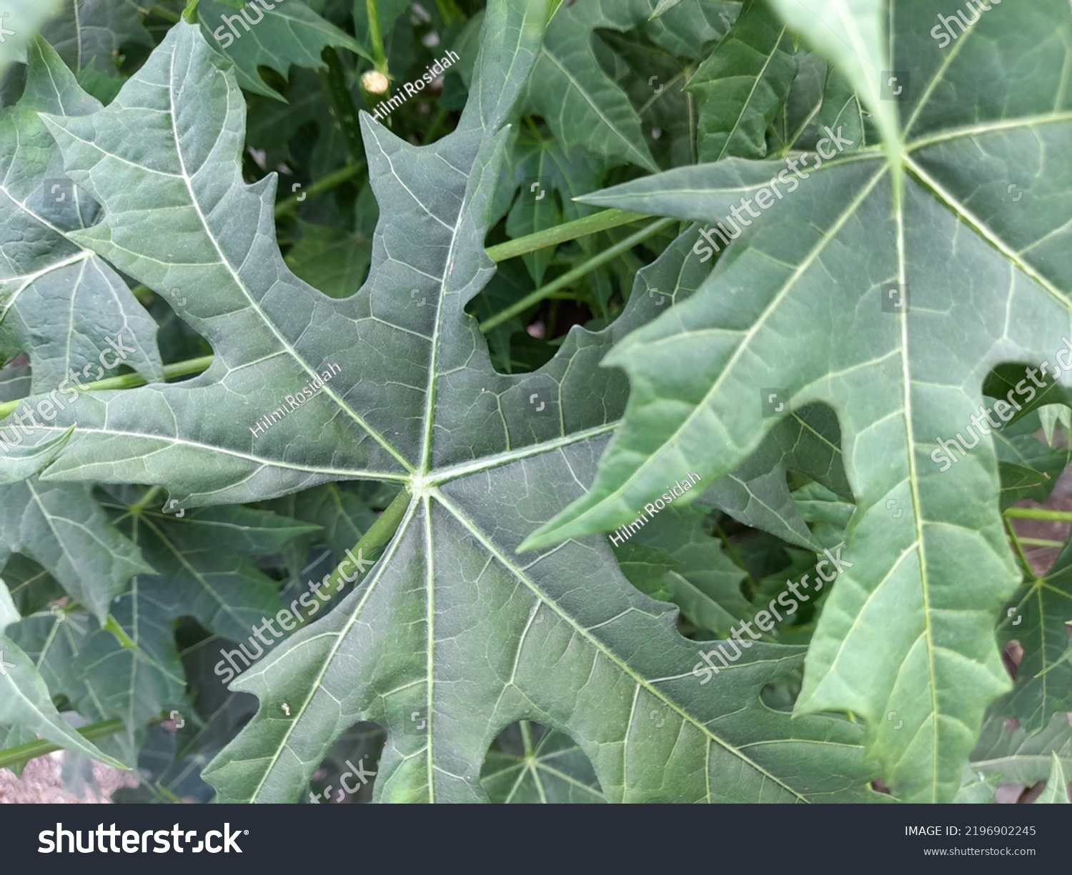 1,247 Finger Like Leaves Images, Stock Photos & Vectors | Shutterstock