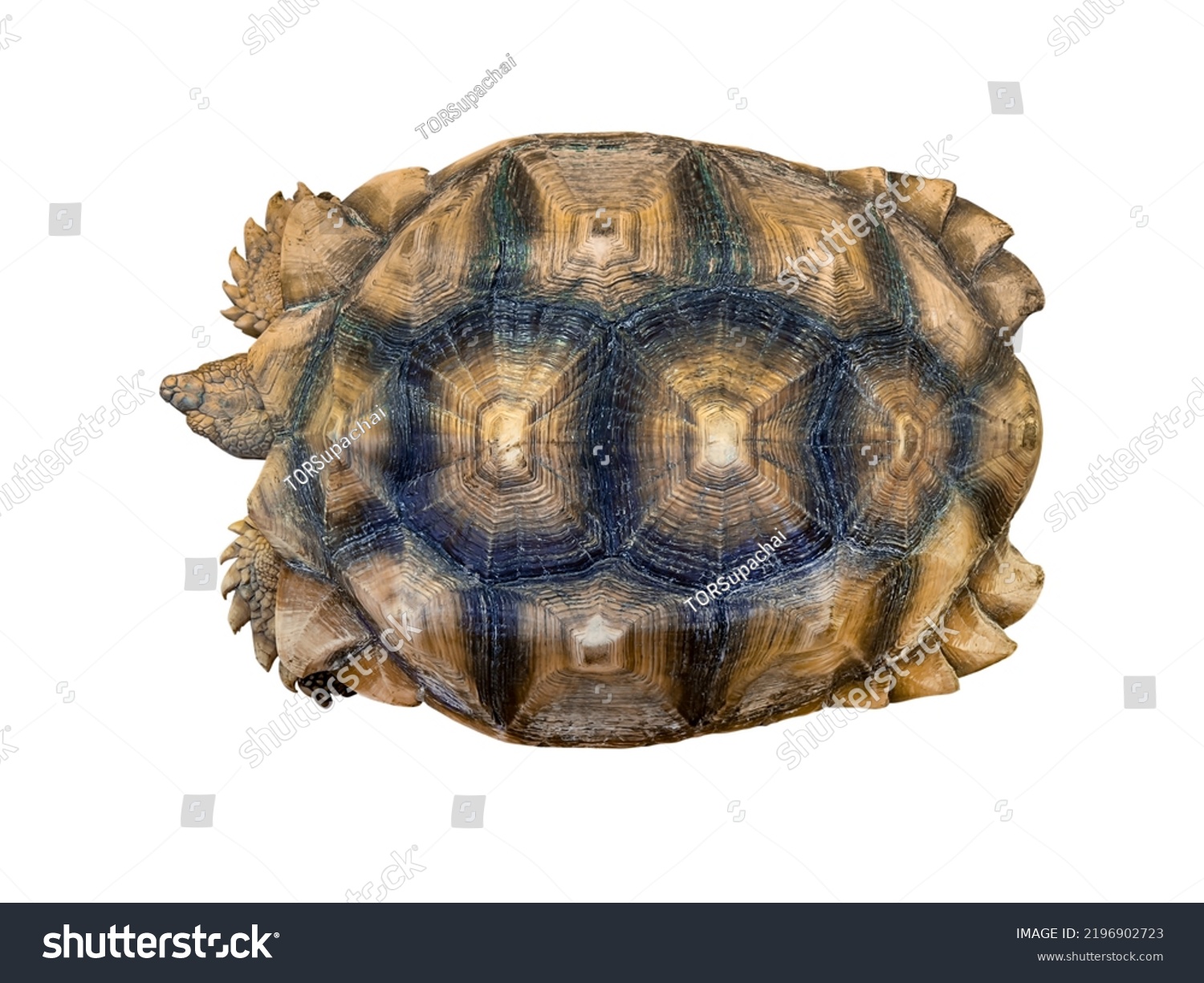 Top View African Spurred Tortoisegeochelone Sulcata Stock Photo ...