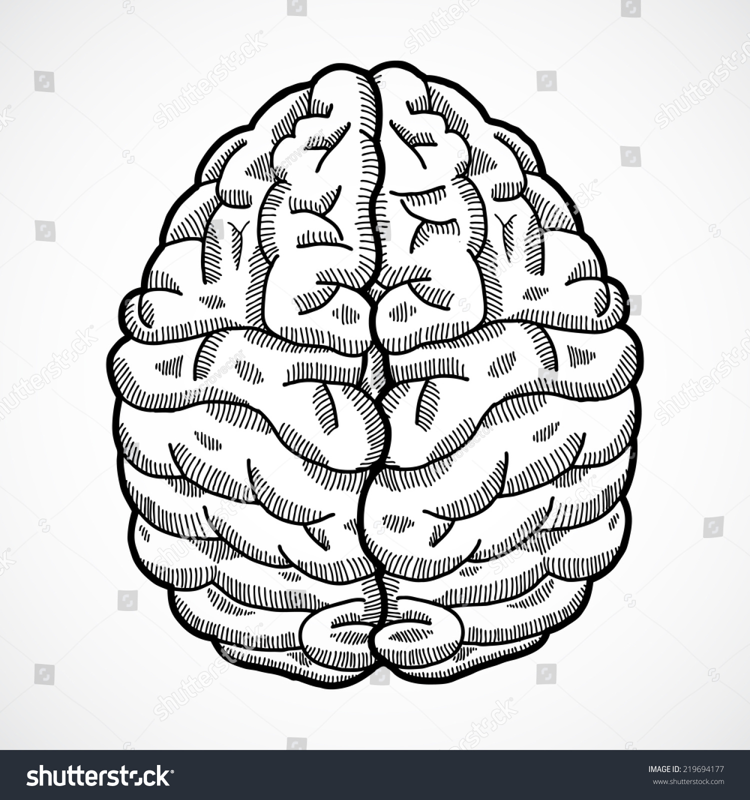 Human Brain Cortex Top View Sketch Stock Vector (Royalty Free ...