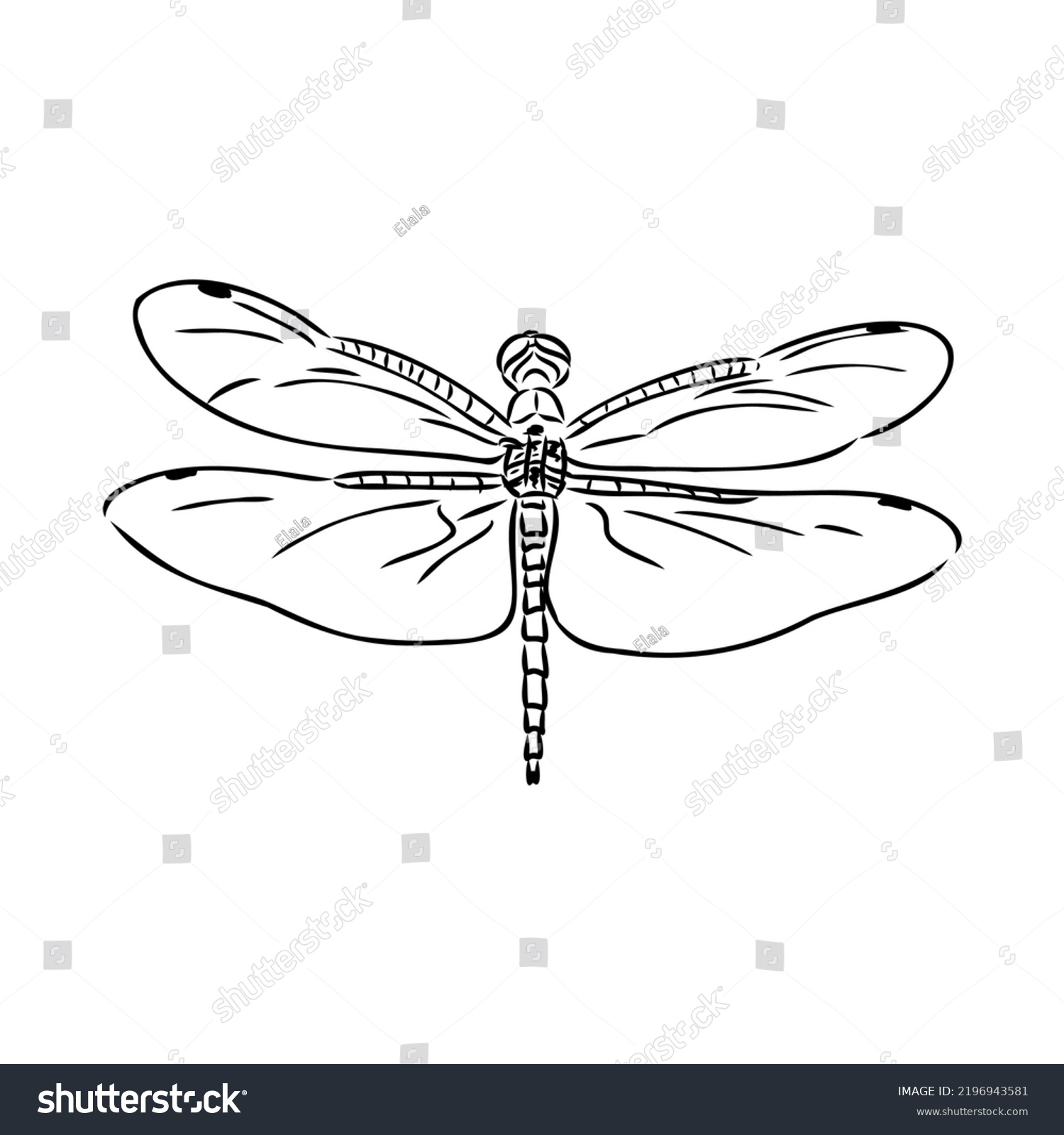 Dragonfly Black White Sketch Delicate Wings Stock Vector (Royalty Free ...