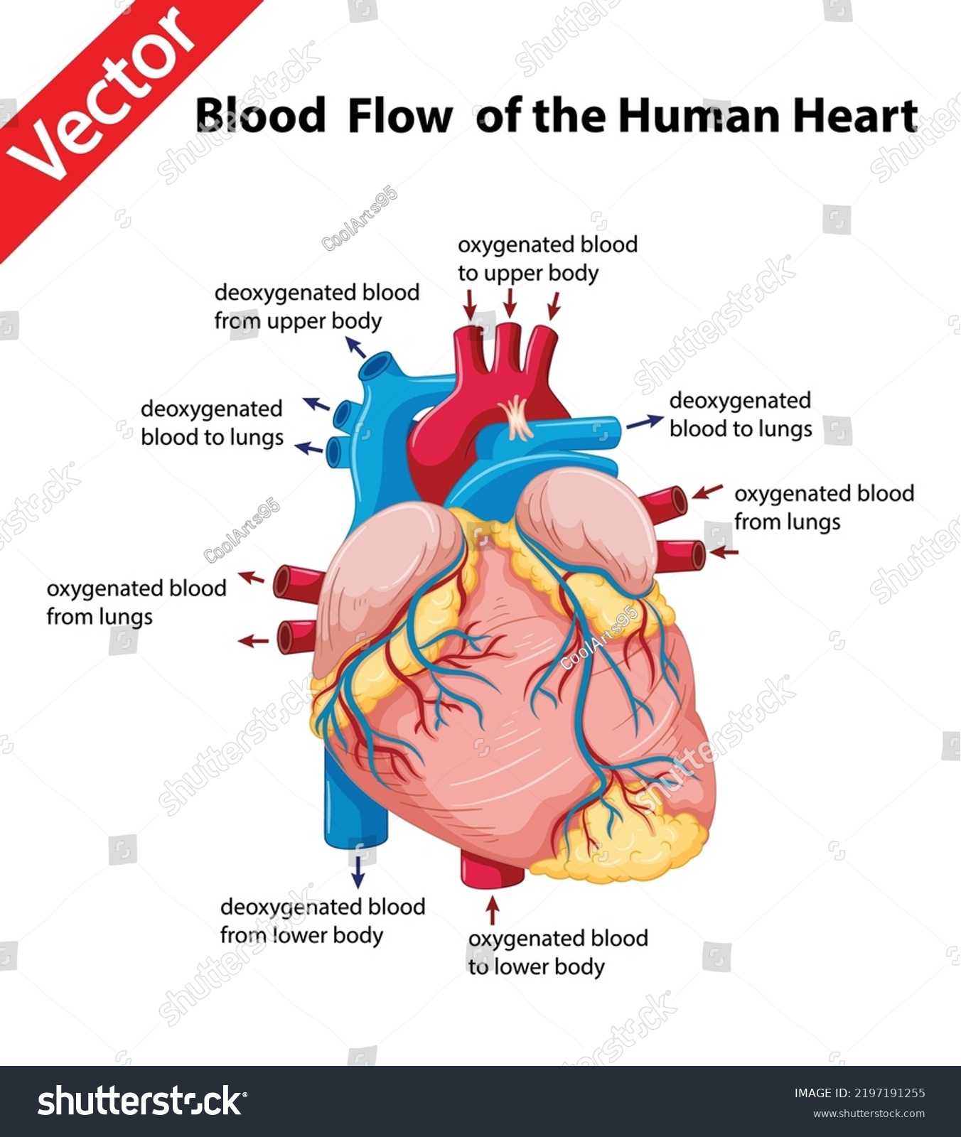 Blood Flow Human Heart Diagram Stock Vector (Royalty Free) 2197191255 ...