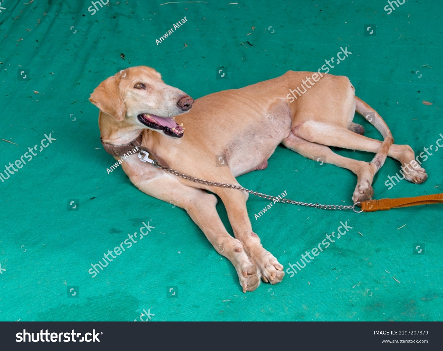 when does a mudhol hound mature