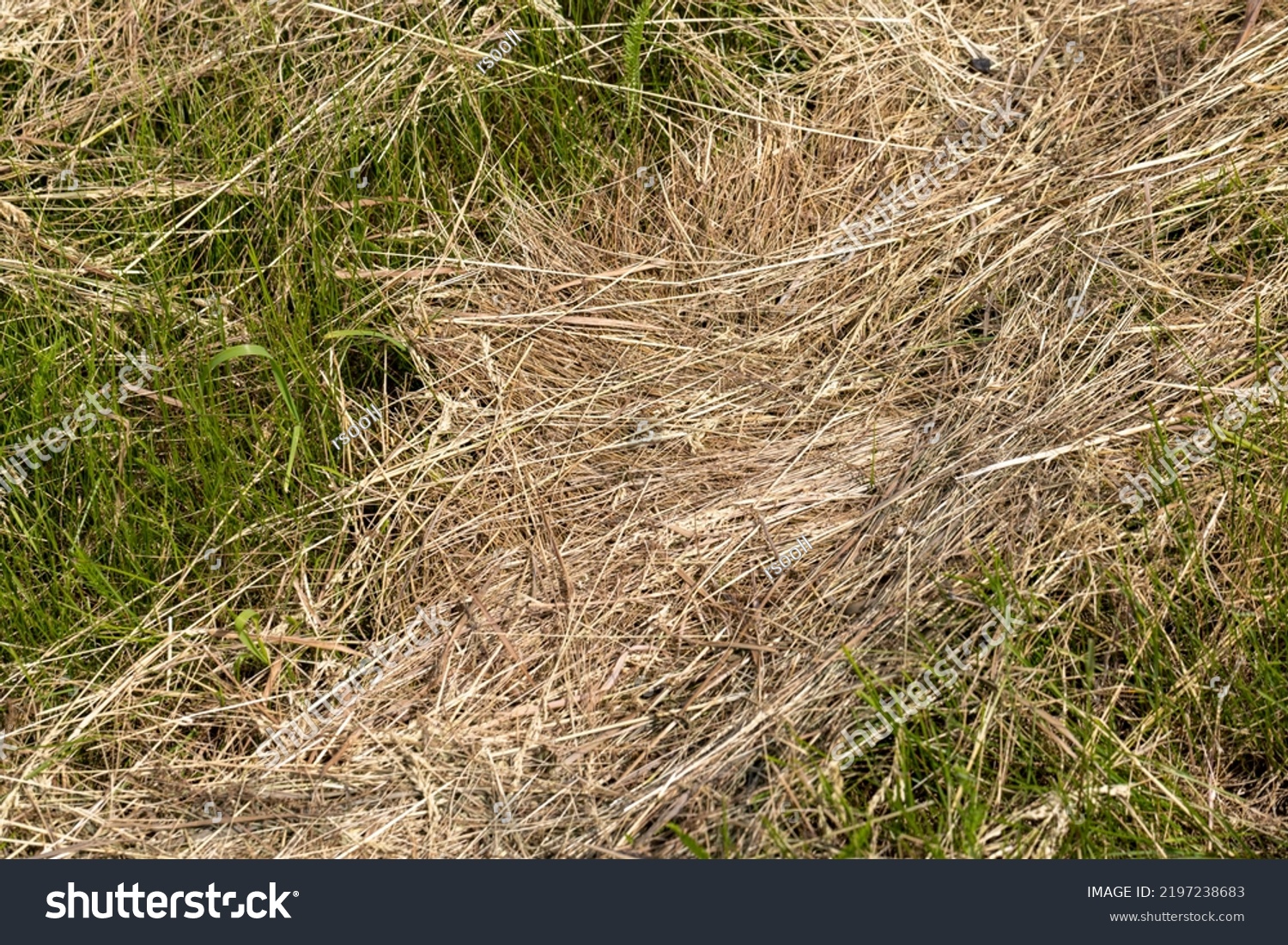 Drying Grass Obtaining Storing Hay Making Stock Photo 2197238683