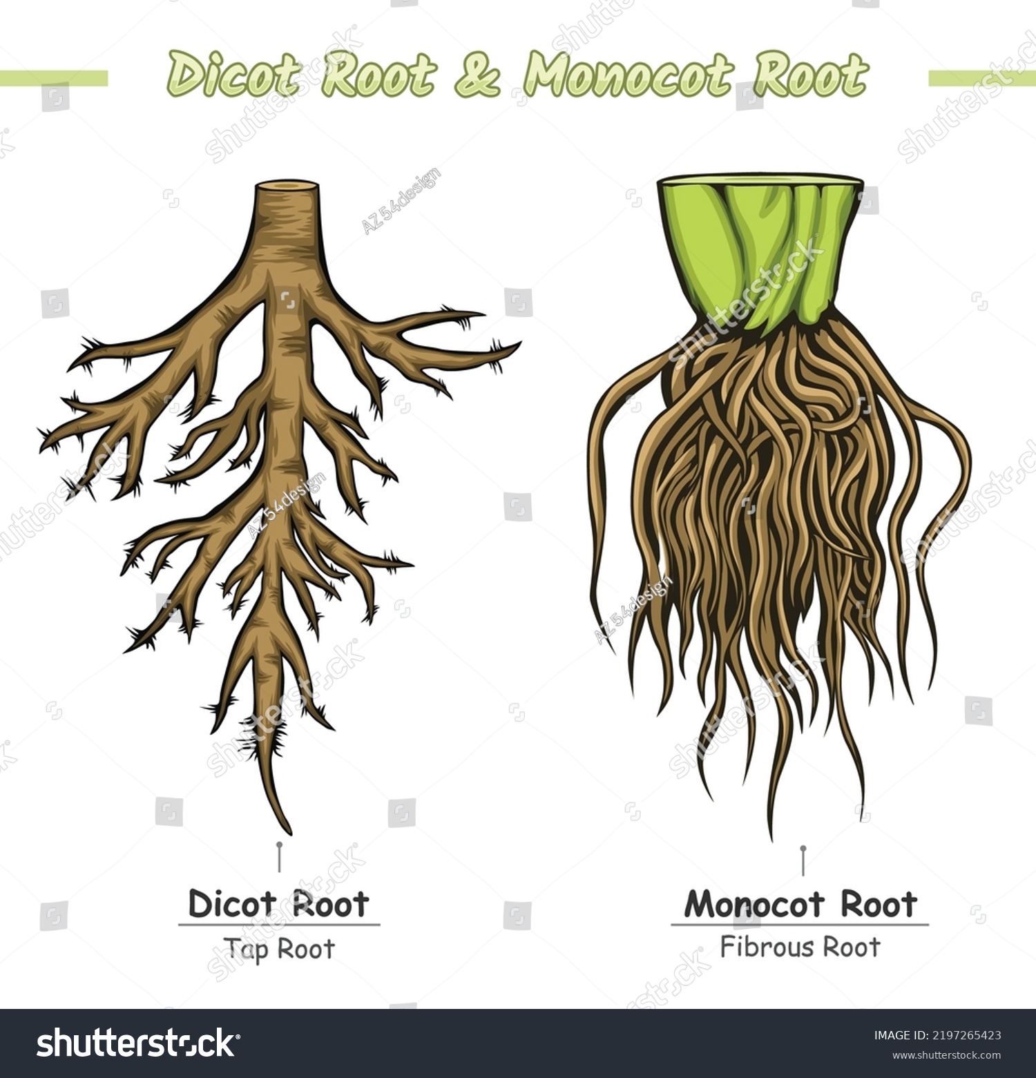 Monocot Rooy Dicot Root Illustration Vector Stock Vector (Royalty Free ...