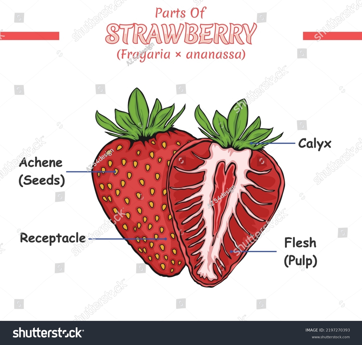 Parts Strawberry Illustration Vector File Ready Stock Vector (Royalty ...