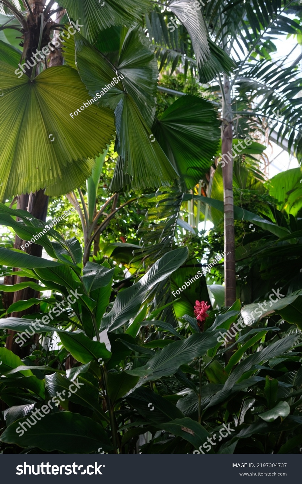 tropical-plants-grow-greenhouse-stock-photo-2197304737-shutterstock