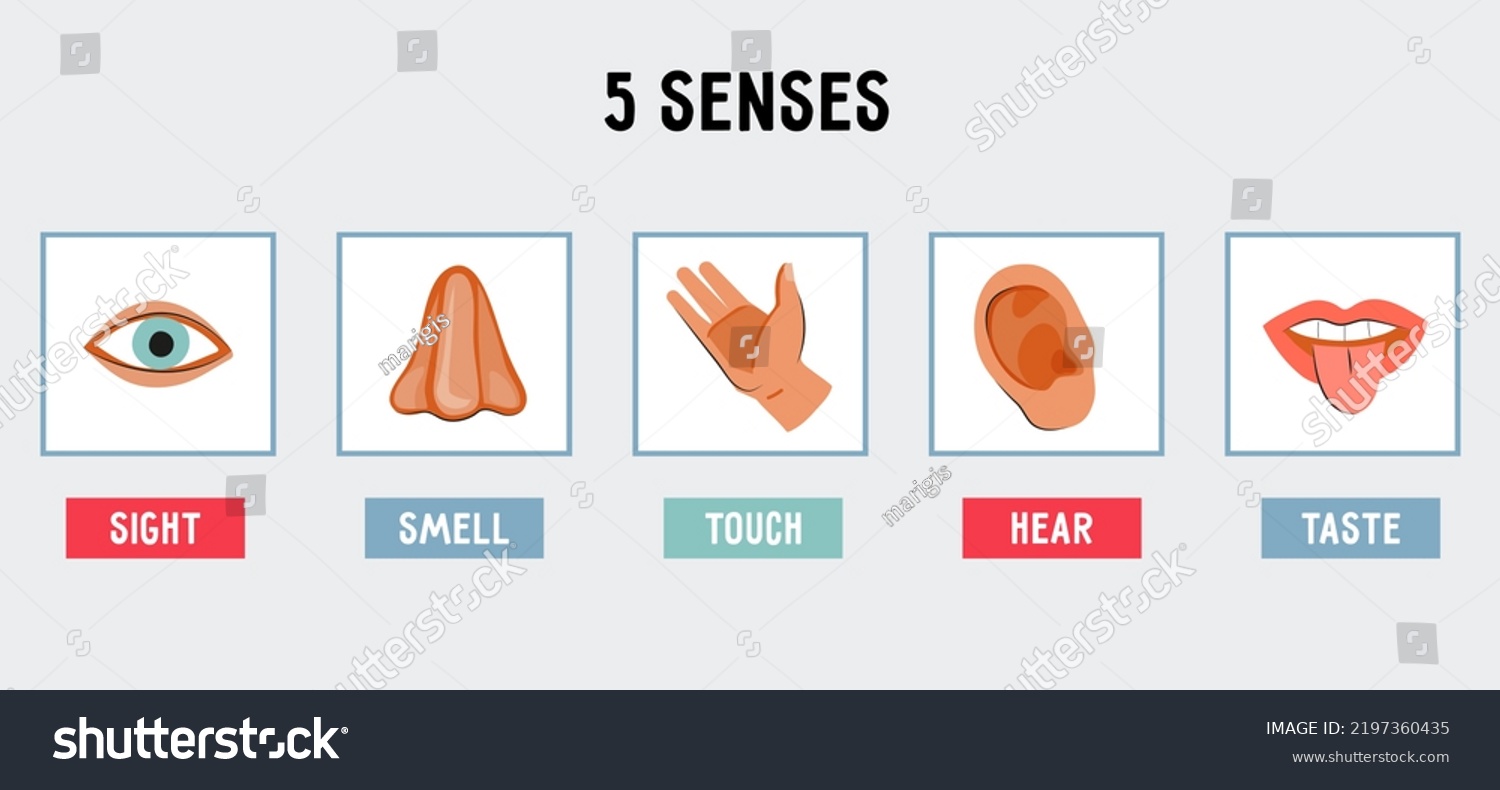 Five Senses Symbols Icons Set Flat Stock Vector (Royalty Free ...