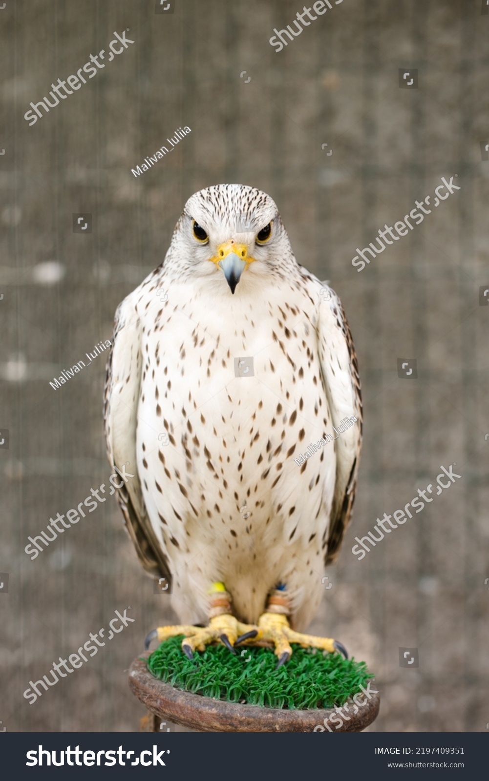 Beautiful White Falcon Falco Rusticolus Aviary Stock Photo 2197409351 ...