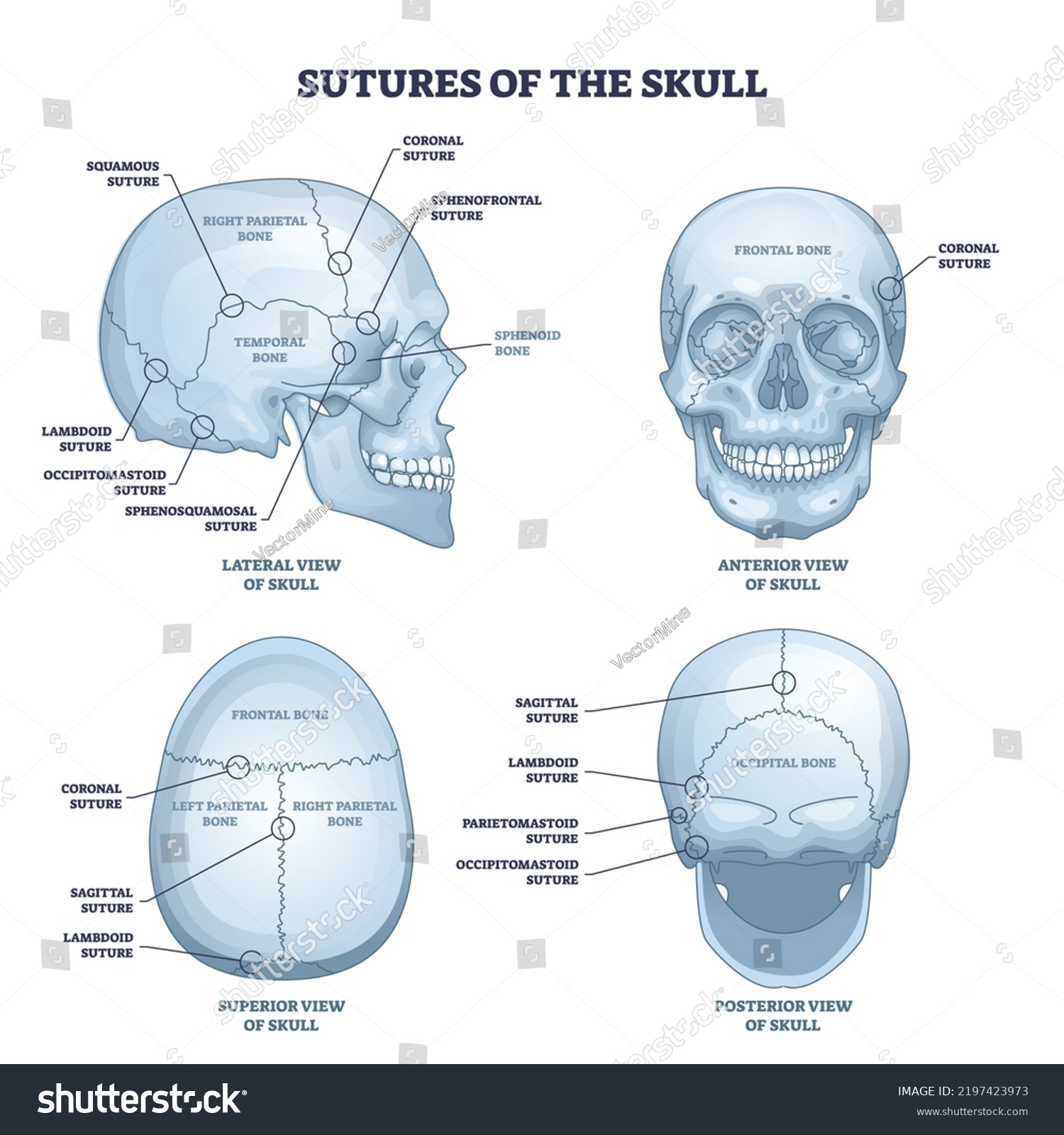 Sutures Skull Human Head Bone Medical Stock Vector (Royalty Free ...