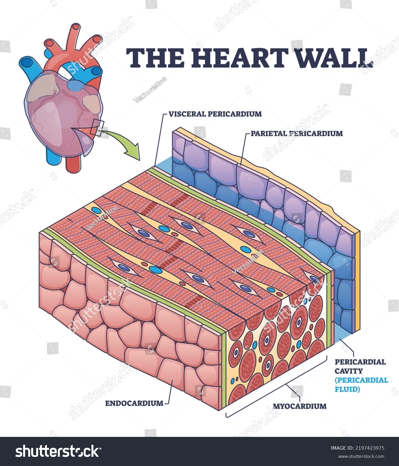 Heart Wall Human Organ Medical Membrane Stock Vector (Royalty Free ...