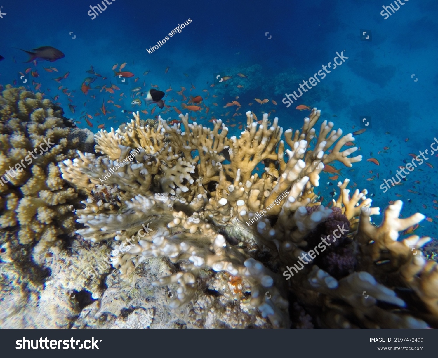 Coral Reefs Red Sea Hurghada Egypt Stock Photo 2197472499 | Shutterstock