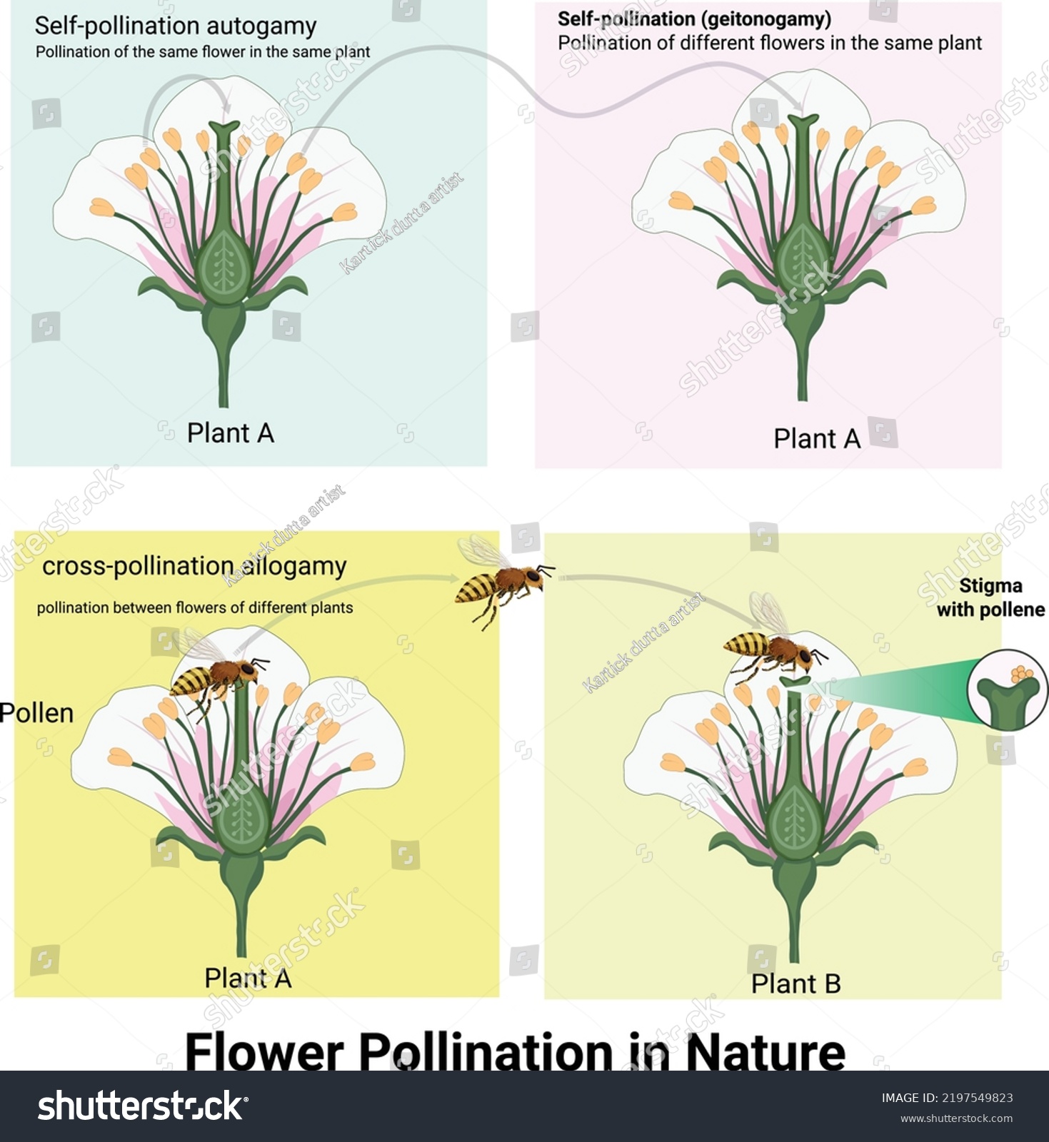 Diagram Showing Pollination Flower Bee Illustration Stock Vector ...