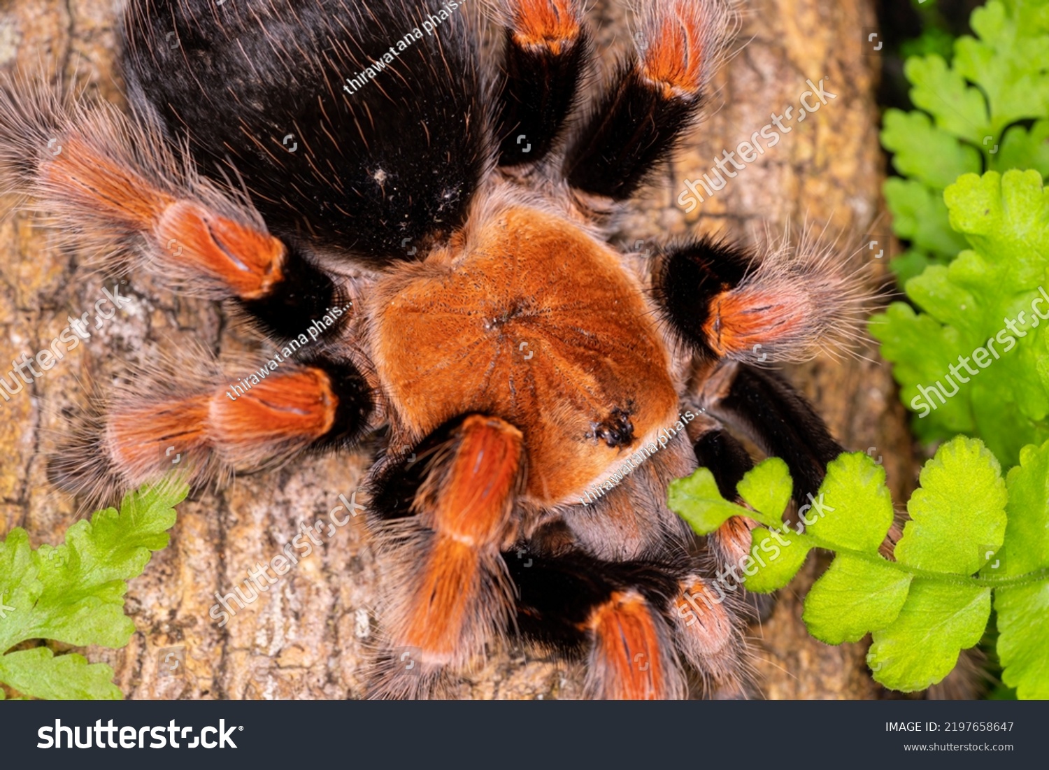 166 Imagens De Family Theraphosidae Imagens, Fotos Stock E Vetores ...