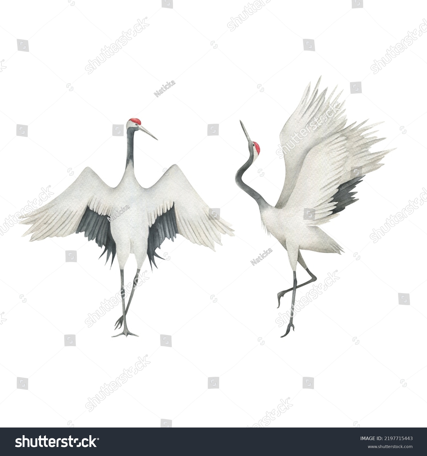 Watercolor Set Cranes Hand Drawn Isolated Stock Illustration 2197715443 ...