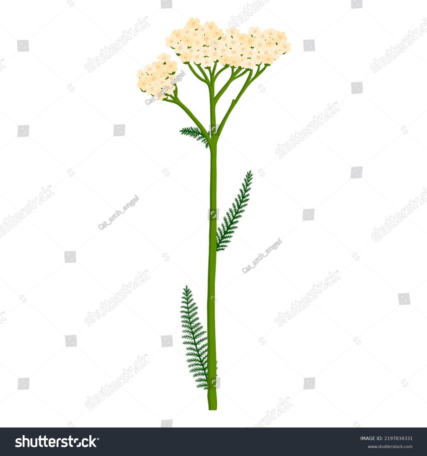 Flower Yarrow Achillea Millefolium Vector Drawing Stock Vector (Royalty ...