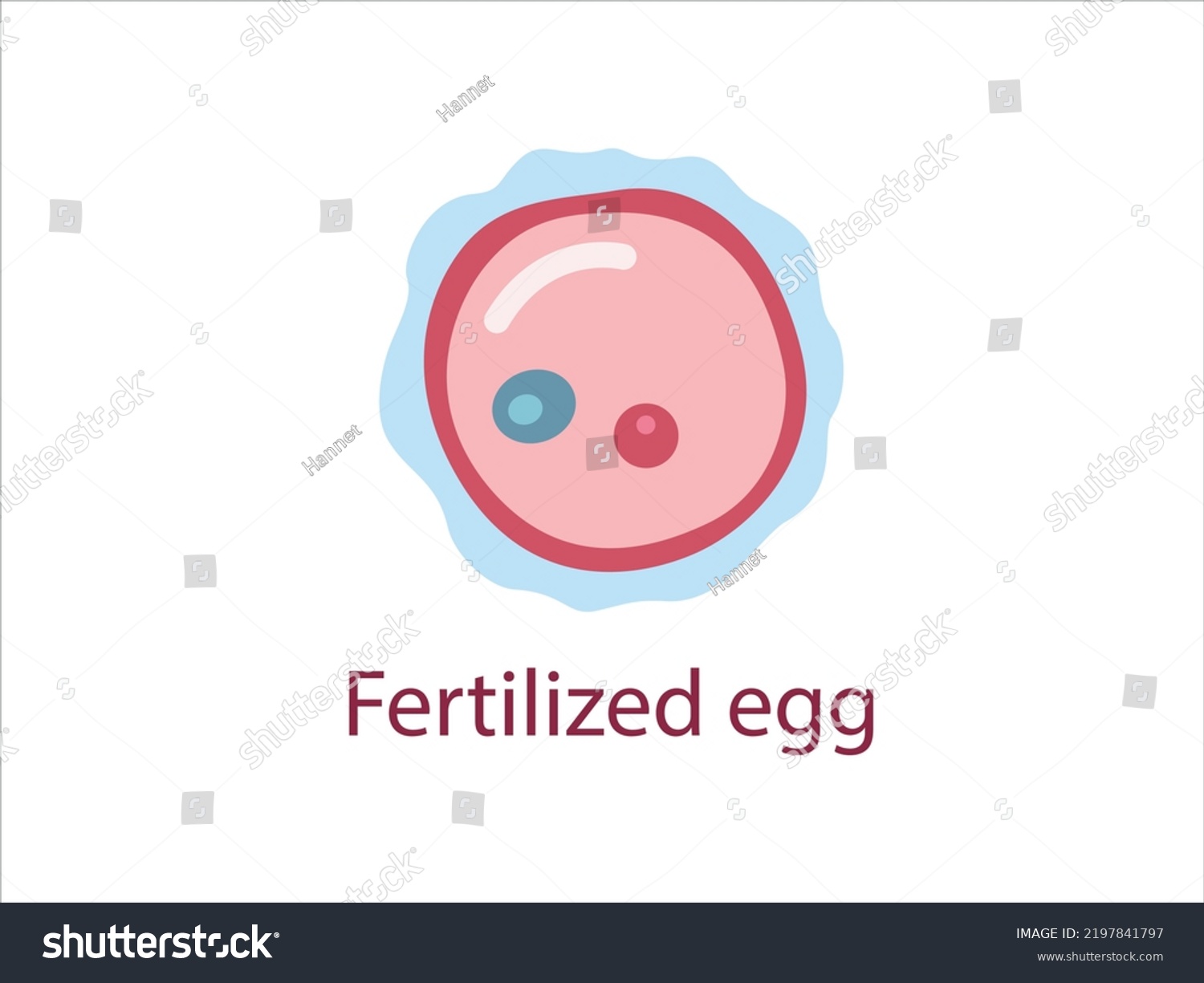 Ovule Female Fertility Cell Oocyte Woman Stock Vector Royalty Free 2197841797 Shutterstock 6958