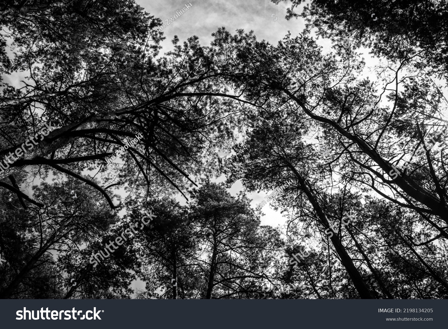 148 Sombre foliage Stock Photos, Images & Photography | Shutterstock