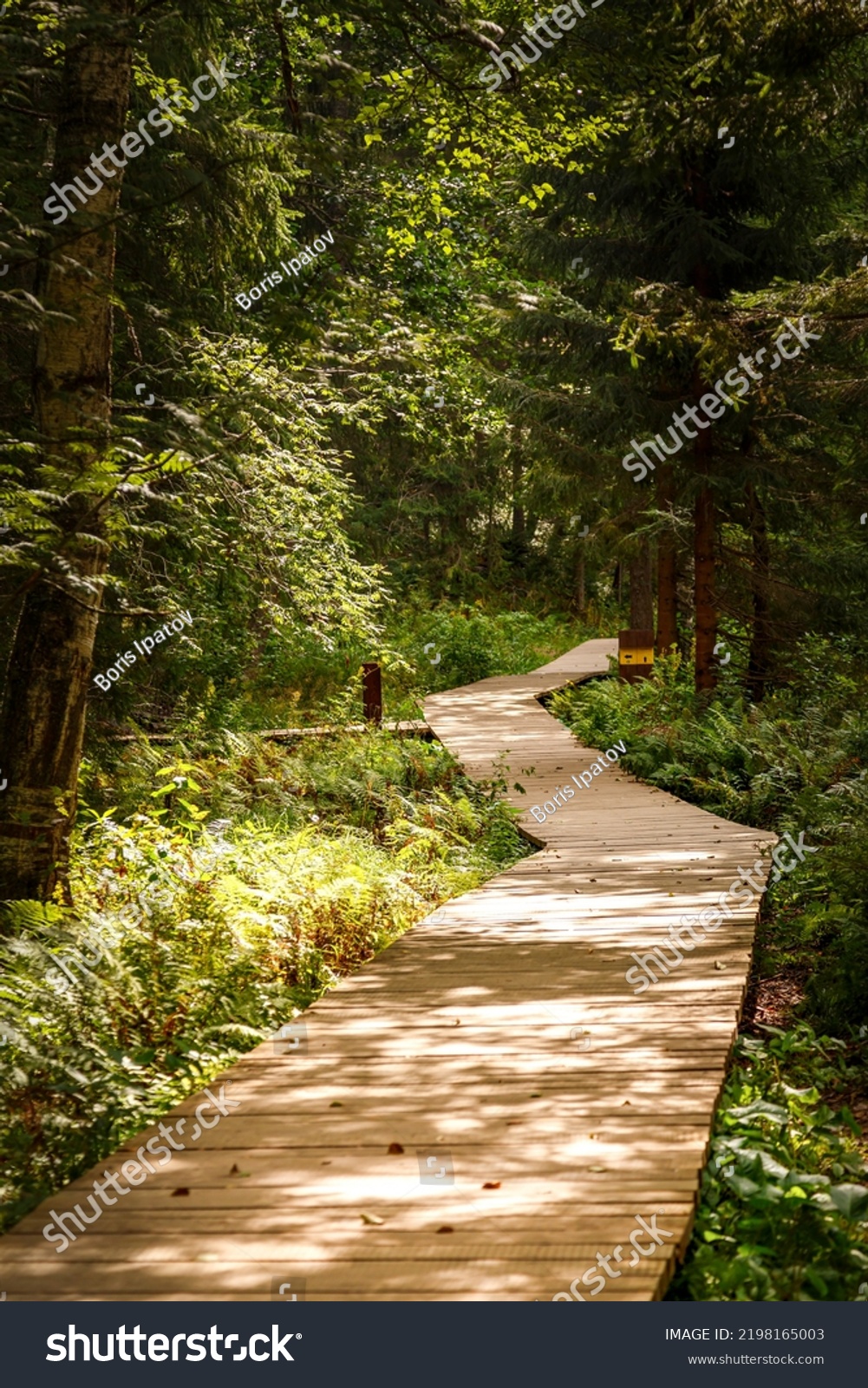 Decking Planks Forest Path Among Trees Stock Photo 2198165003 ...