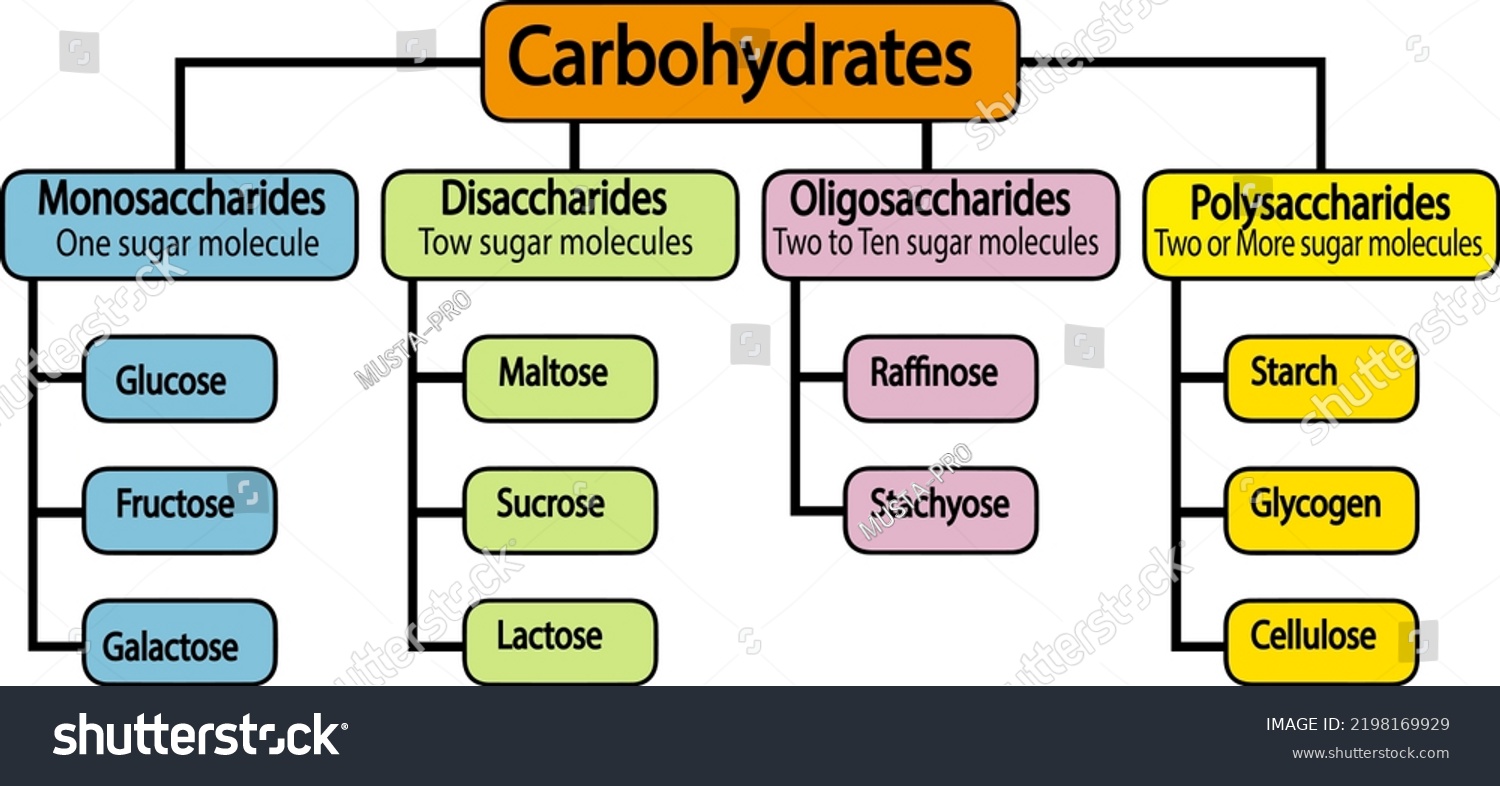 Types Carbohydrates Carbohydrates Their Types Vector Stock Vector