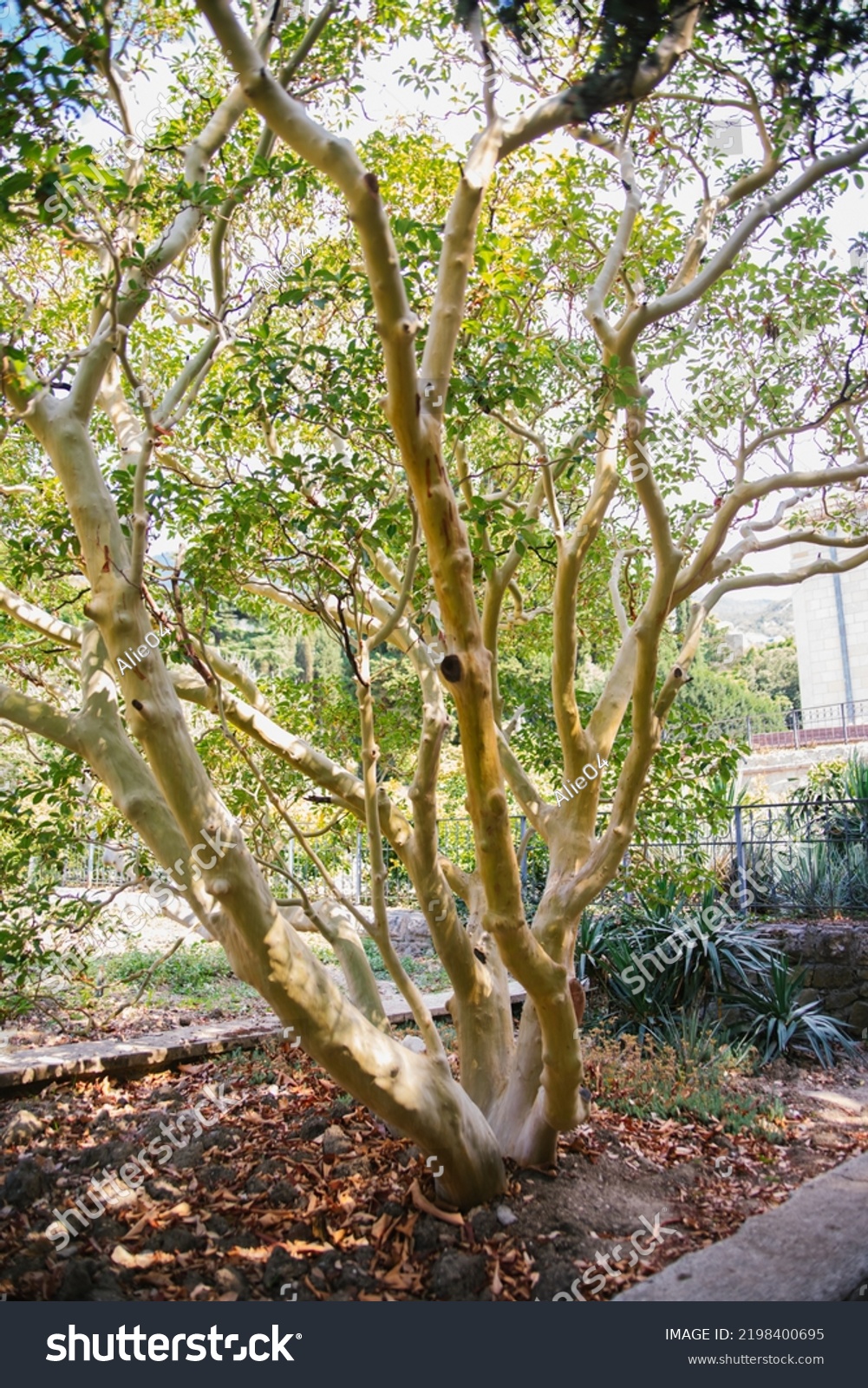 Sycamore Tree Sycamore Oriental Spotted Sycamore Stock Photo 2198400695