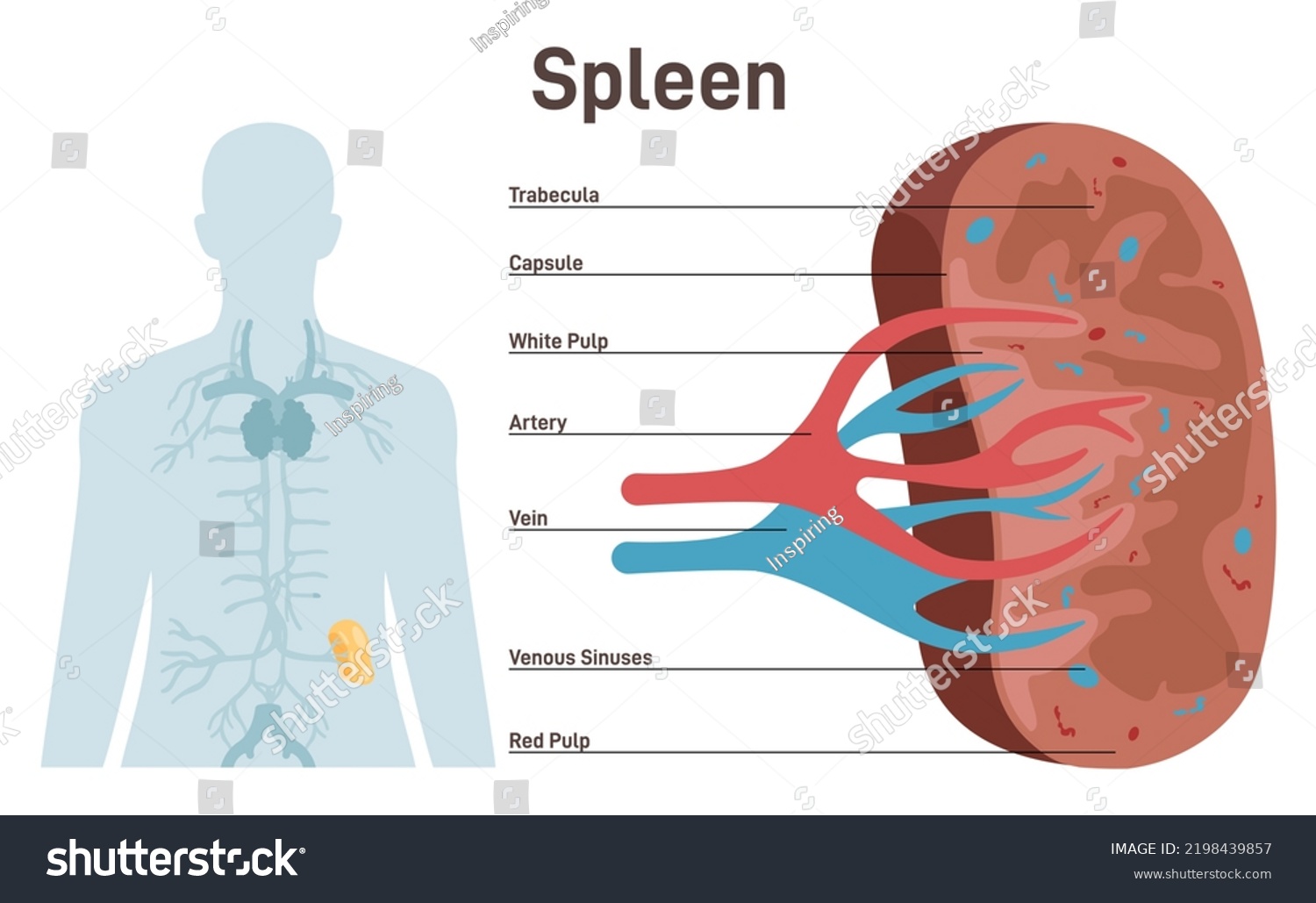 Spleen Cross Section Structure Lymphatic Immune Stock Vector Royalty   Stock Vector Spleen Cross Section Structure Lymphatic And Immune System Blood Filter Trabecular Tissue And 2198439857 