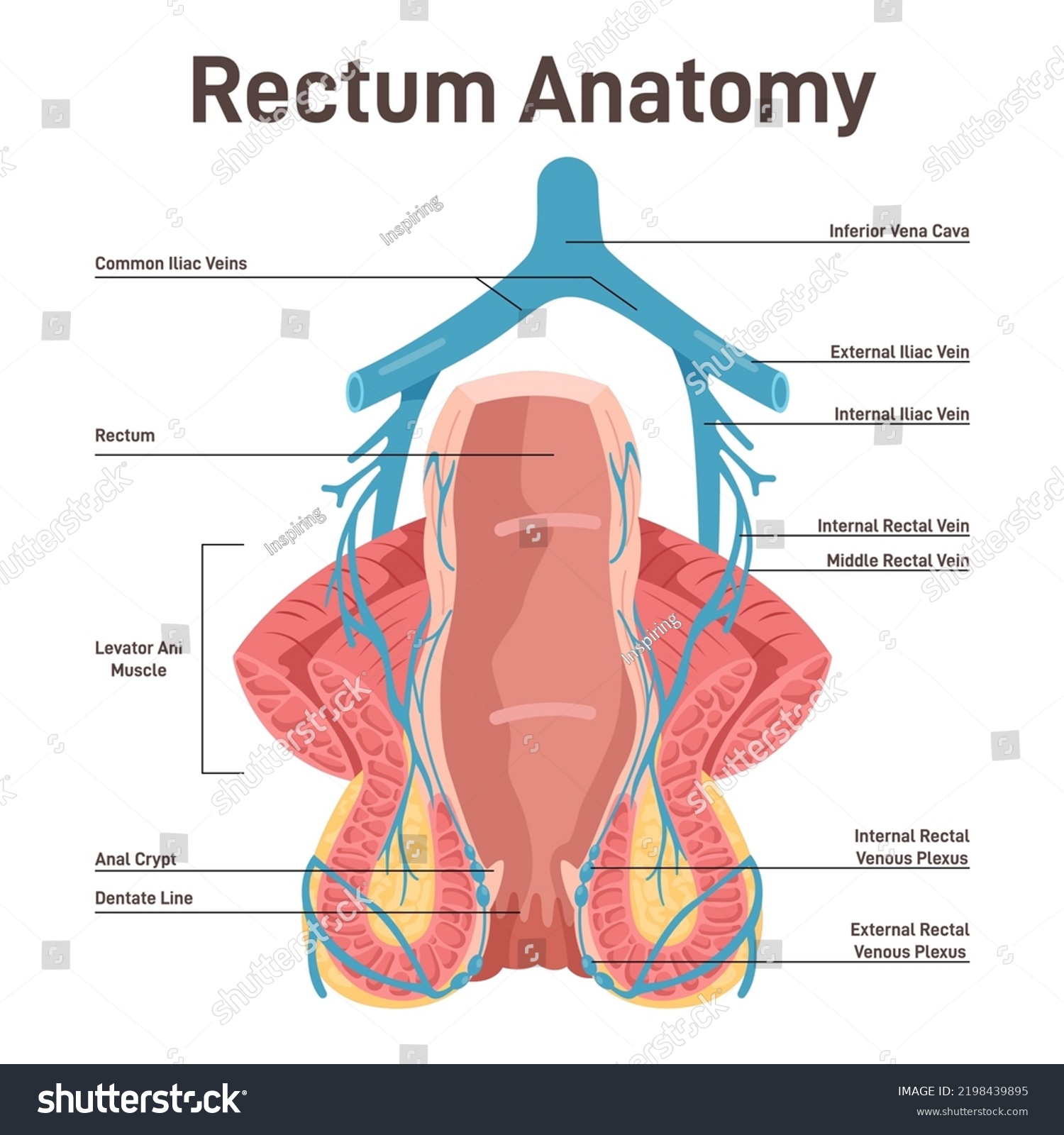 Rectum Anatomy Human Anus Crosssection Anatomy Stock Vector Royalty