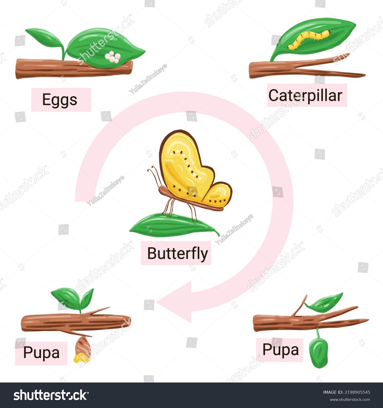 Butterfly Life Cycle Metamorphosis Diagram Cartoon Stock Vector ...