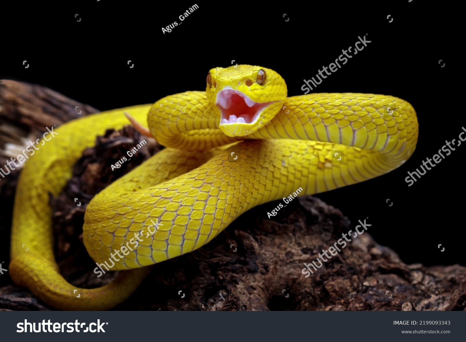 Very Venomous Snake Angry Venomous Pit Stock Photo 2199093343 ...