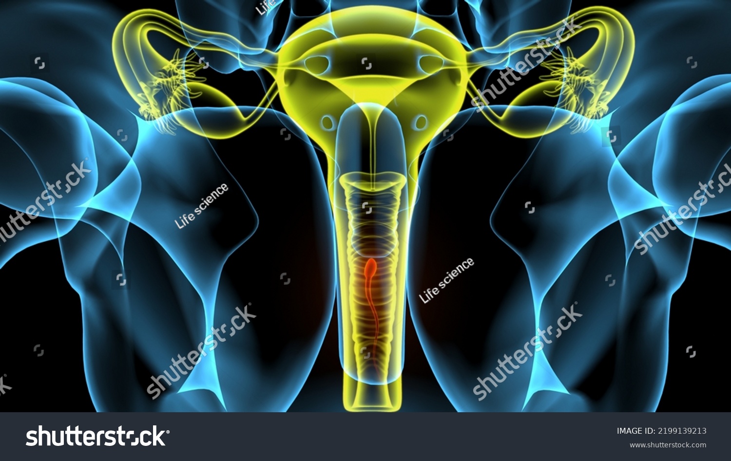 3d Illustration Human Moman Womb Anatomy Stock Illustration 2199139213 ...