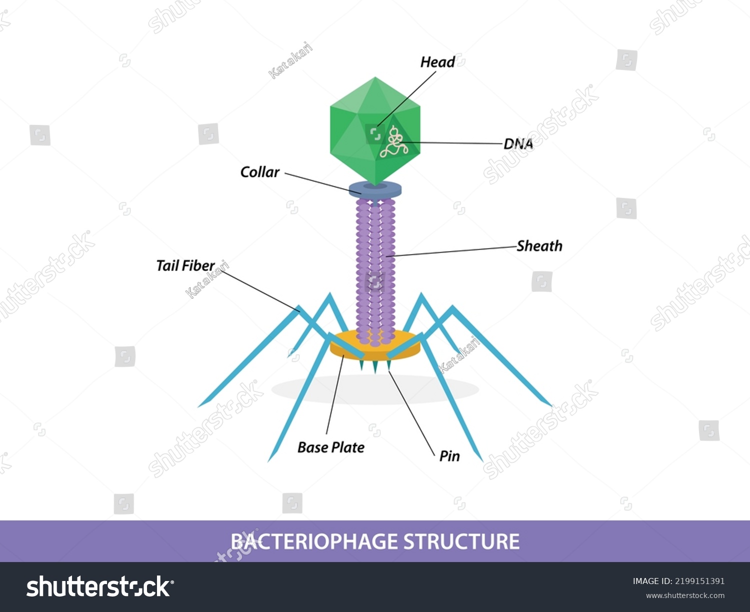 Structure Typical Bacteriophage Virus Stock Vector (Royalty Free ...