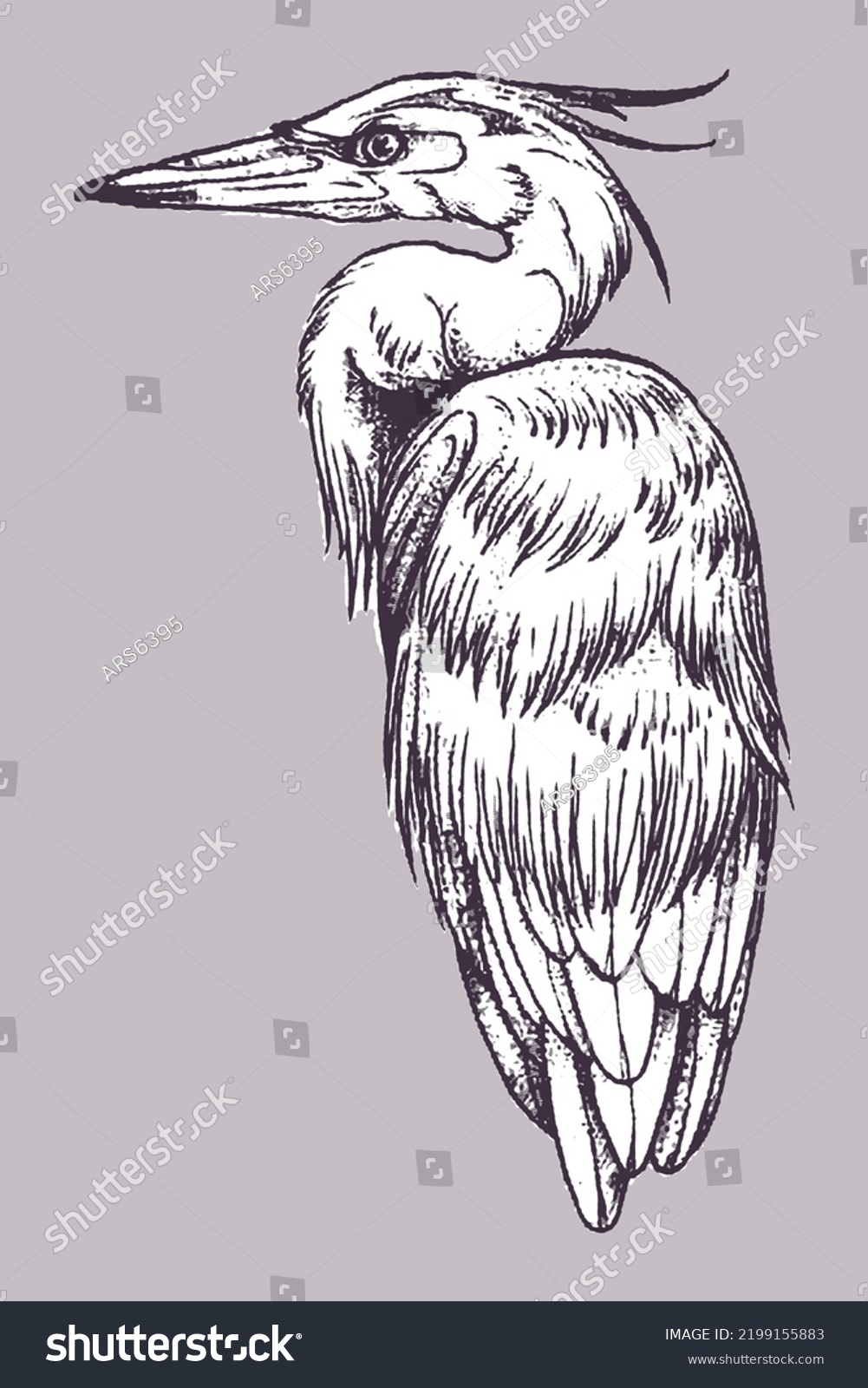 Hand Drawn Portrait Crane Bird Drawing Stock Vector (Royalty Free ...