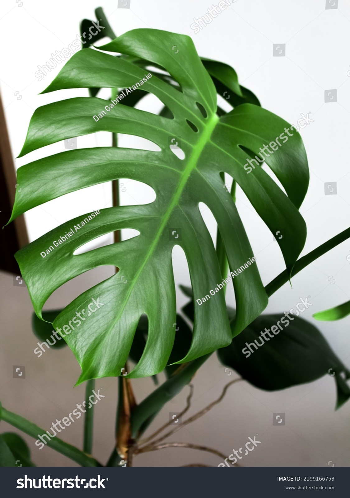 Monstera Deliciosa Swiss Cheese Plant Beautiful Stock Photo 2199166753 ...