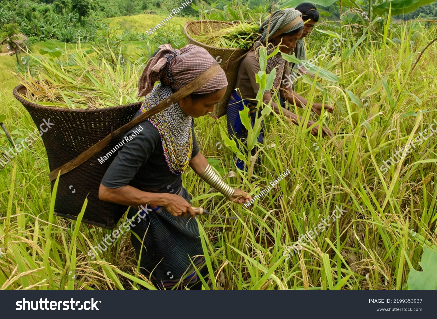 Bangladeshi Indigenous Farmers Busy Harvesting Jhum Stock Photo ...