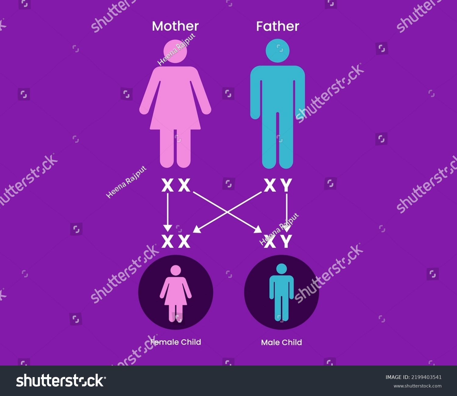 Sex Determination Humans X Y Chromosome Stock Vector Royalty Free 1260