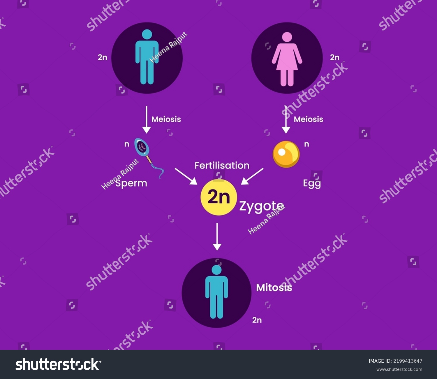 Human Sexual Reproduction Process Medical Infographic Stock Vector Royalty Free 2199413647 4770