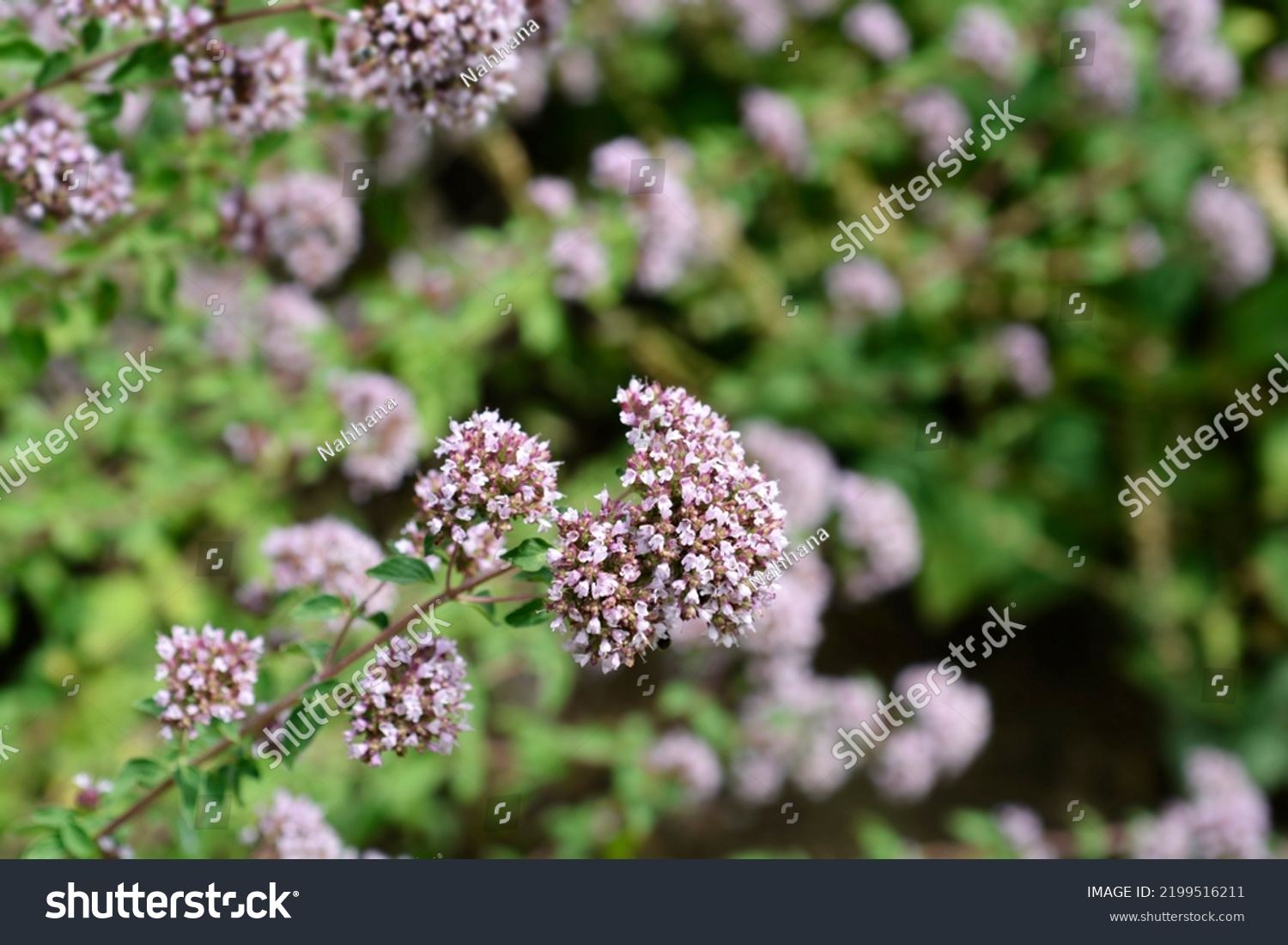 Common Marjoram Pink Flowers Latin Name Stock Photo 2199516211